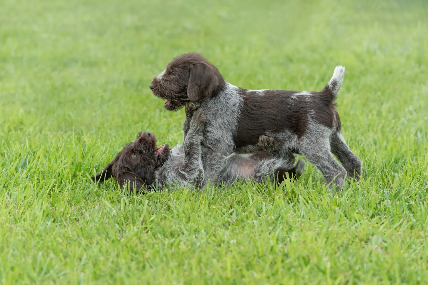 Buying a German Wirehaired puppy means taking responsibility! Buy German Wirehaired puppies.
