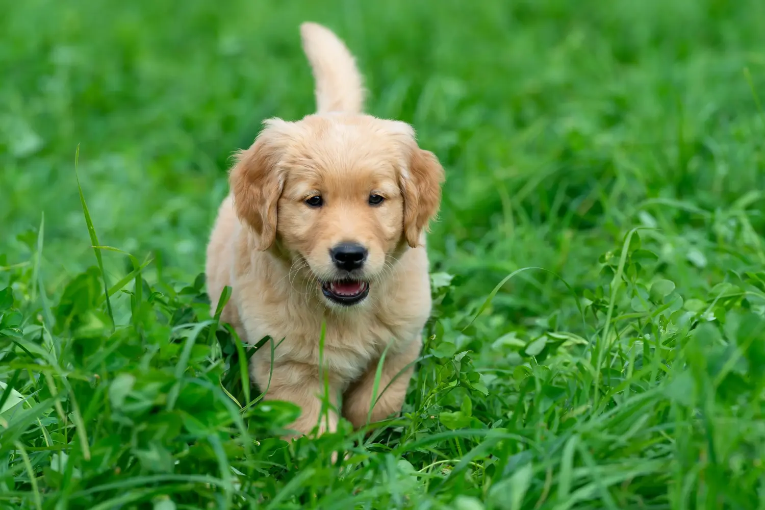 Buying a Golden Retriever puppy means taking responsibility! Buy Golden Retriever puppies.