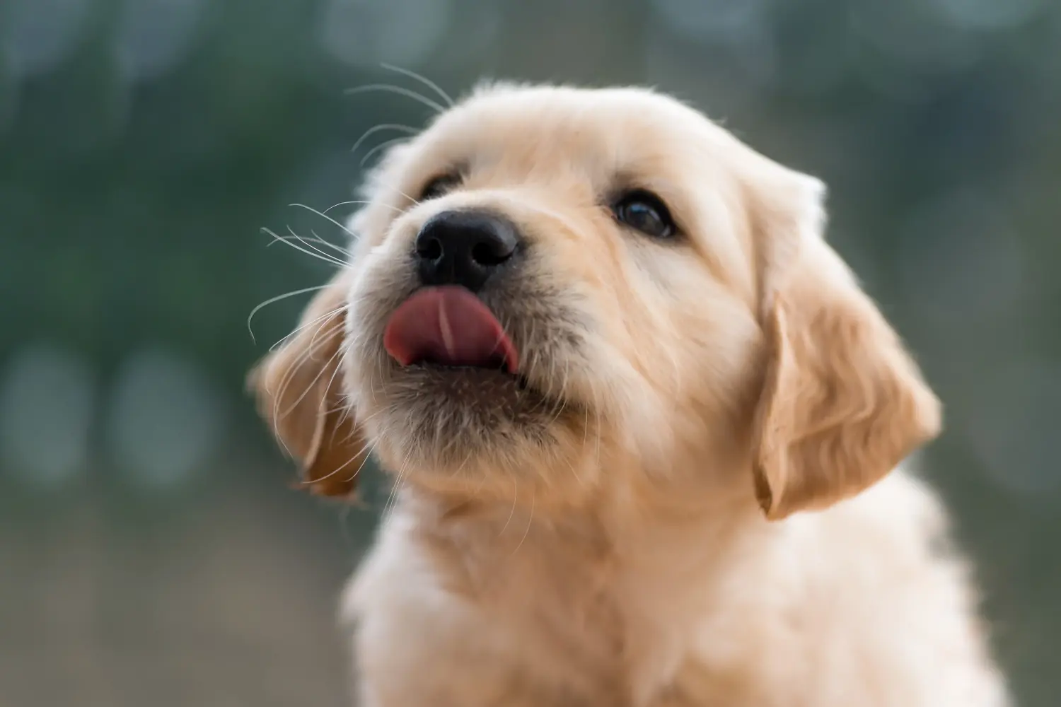 Buying a Golden Retriever puppy means taking responsibility! Buy Golden Retriever puppies.