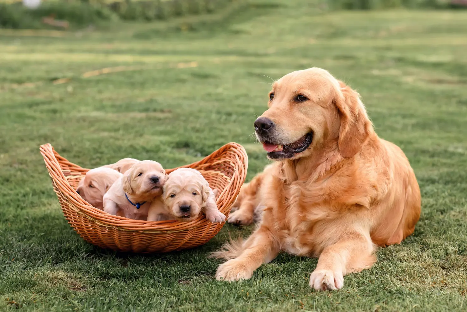 Buying a Golden Retriever puppy means taking responsibility! Buy Golden Retriever puppies.