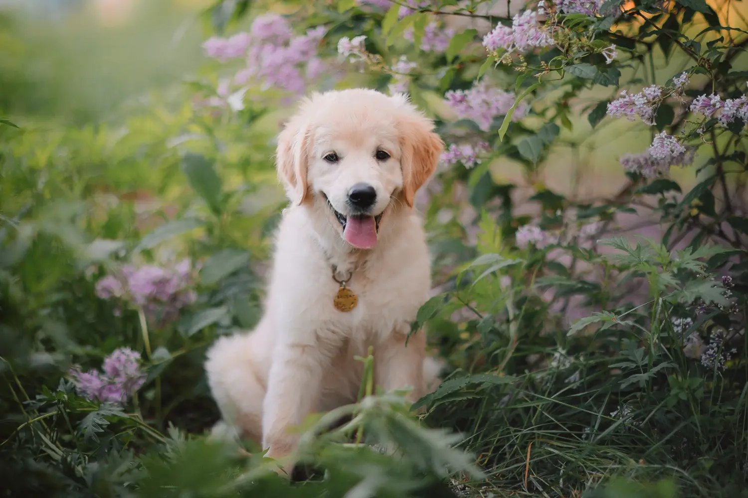 Buying a Golden Retriever puppy means taking responsibility! Buy Golden Retriever puppies.