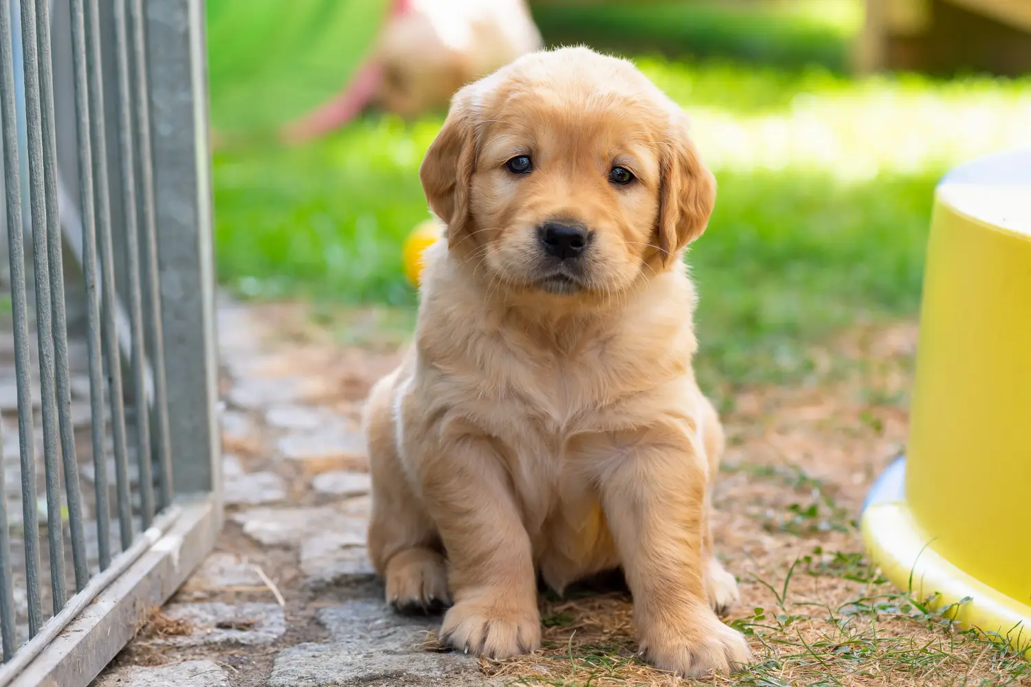 Buying a Golden Retriever puppy means taking responsibility! Buy Golden Retriever puppies.