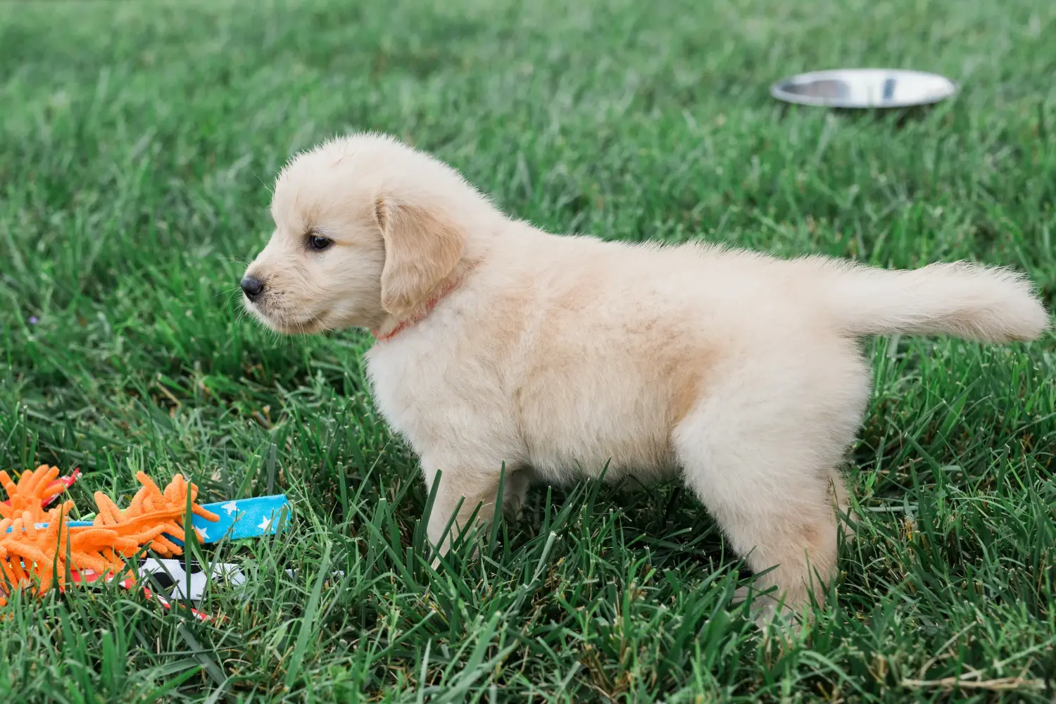 Buying a Golden Retriever puppy means taking responsibility! Buy Golden Retriever puppies.