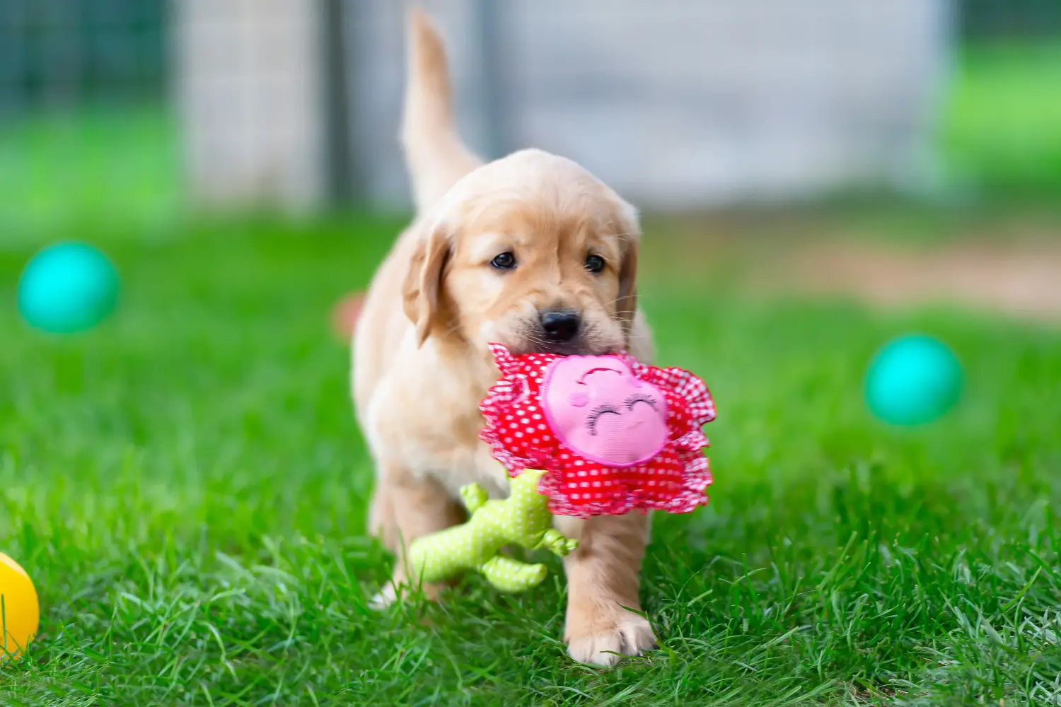 Buying a Golden Retriever puppy means taking responsibility! Buy Golden Retriever puppies.