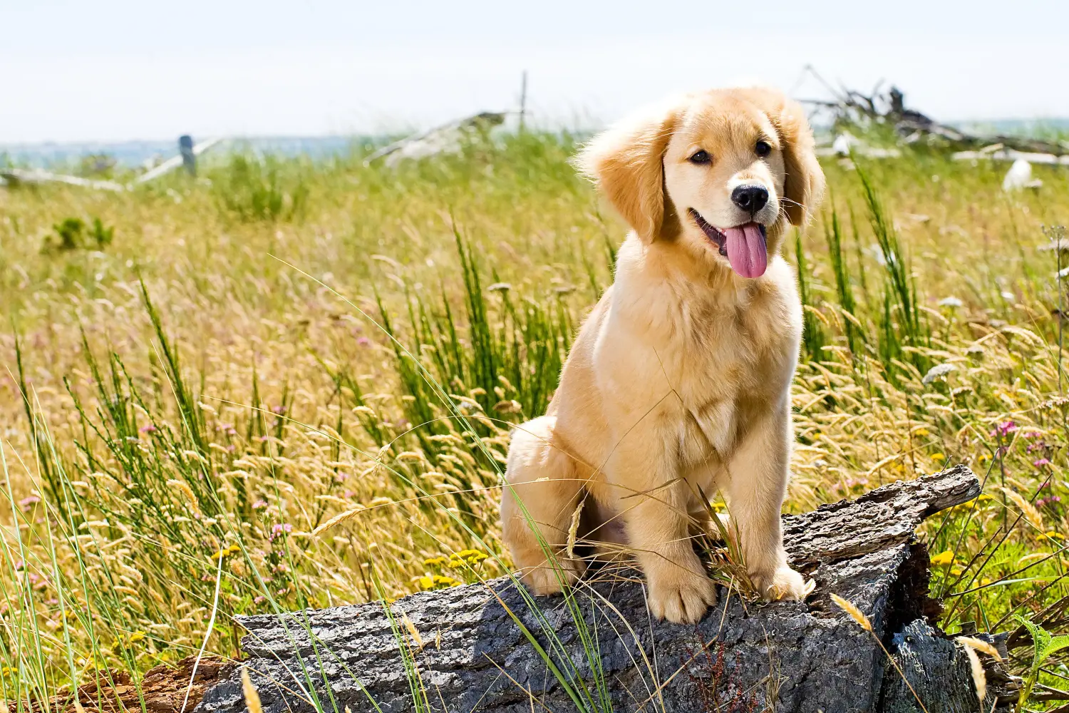 Buying a Golden Retriever puppy means taking responsibility! Buy Golden Retriever puppies.