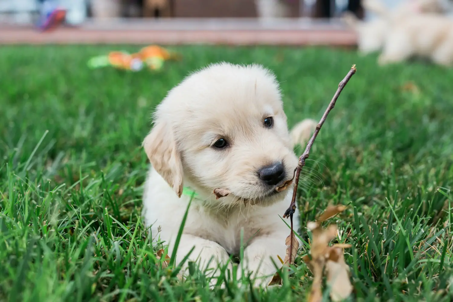 Buying a Golden Retriever puppy means taking responsibility! Buy Golden Retriever puppies.