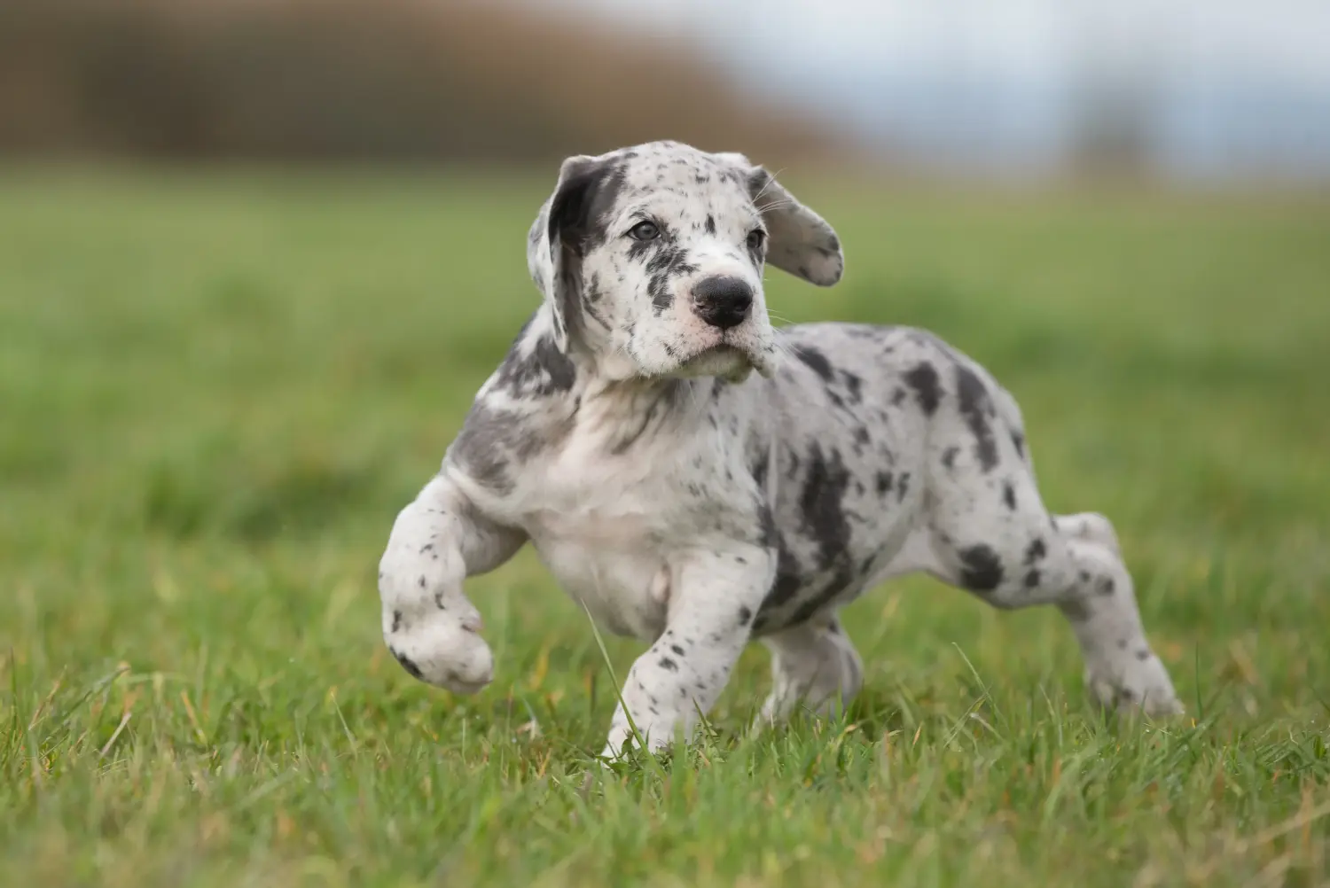 Buying a Great Dane puppy means taking responsibility! Buy Great Dane puppies.