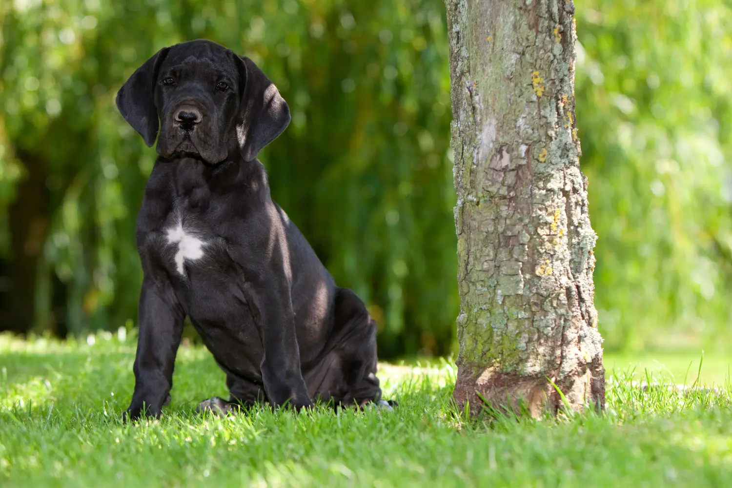 Buying a Great Dane puppy means taking responsibility! Buy Great Dane puppies.