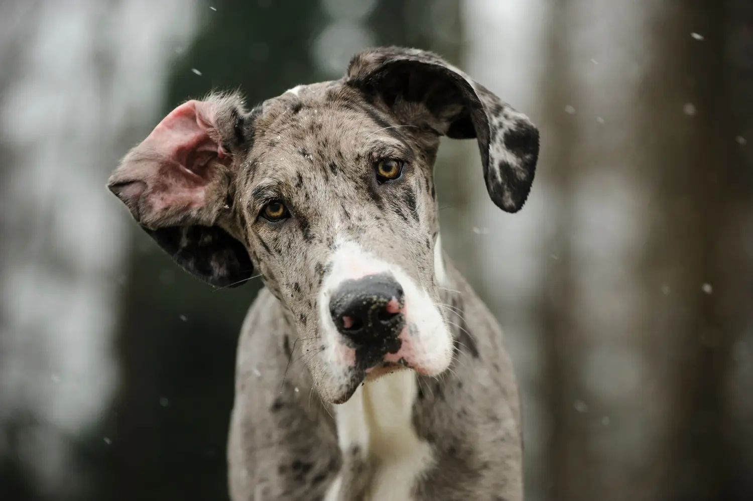 Buying a Great Dane puppy means taking responsibility! Buy Great Dane puppies.