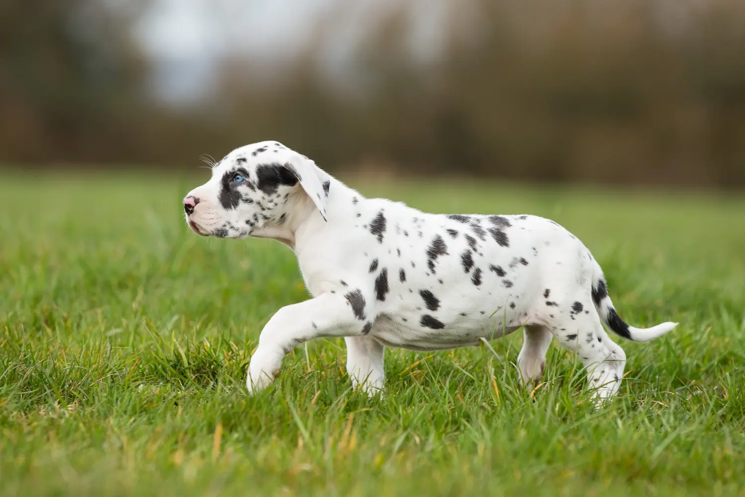 Buying a Great Dane puppy means taking responsibility! Buy Great Dane puppies.