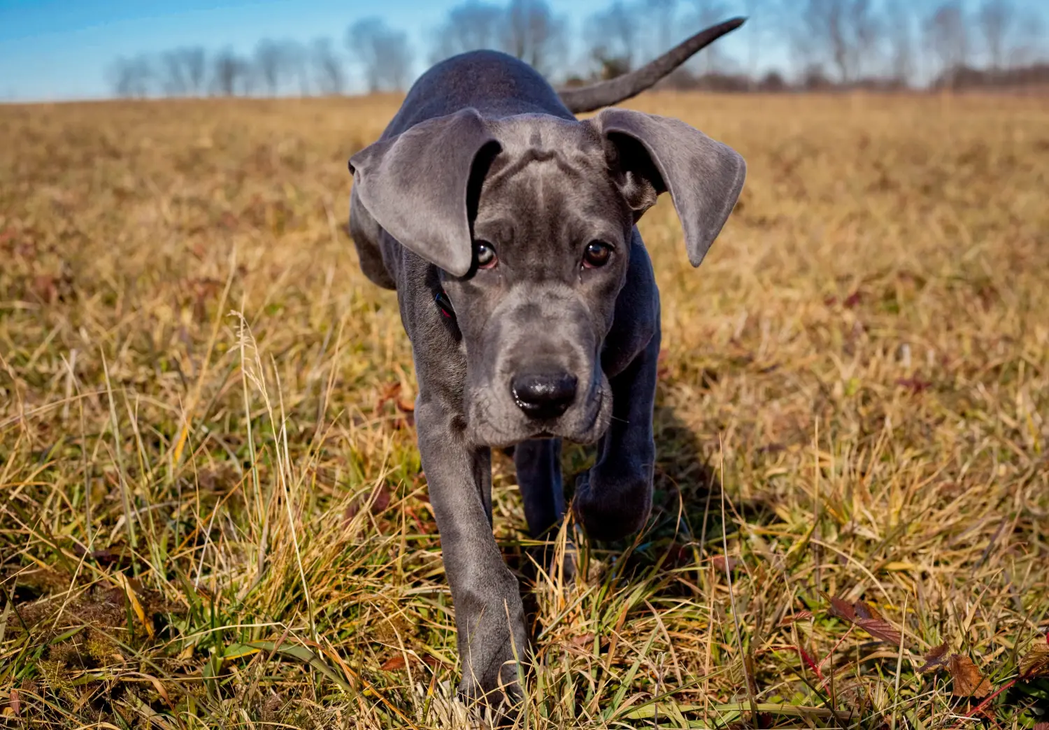 Buying a Great Dane puppy means taking responsibility! Buy Great Dane puppies.