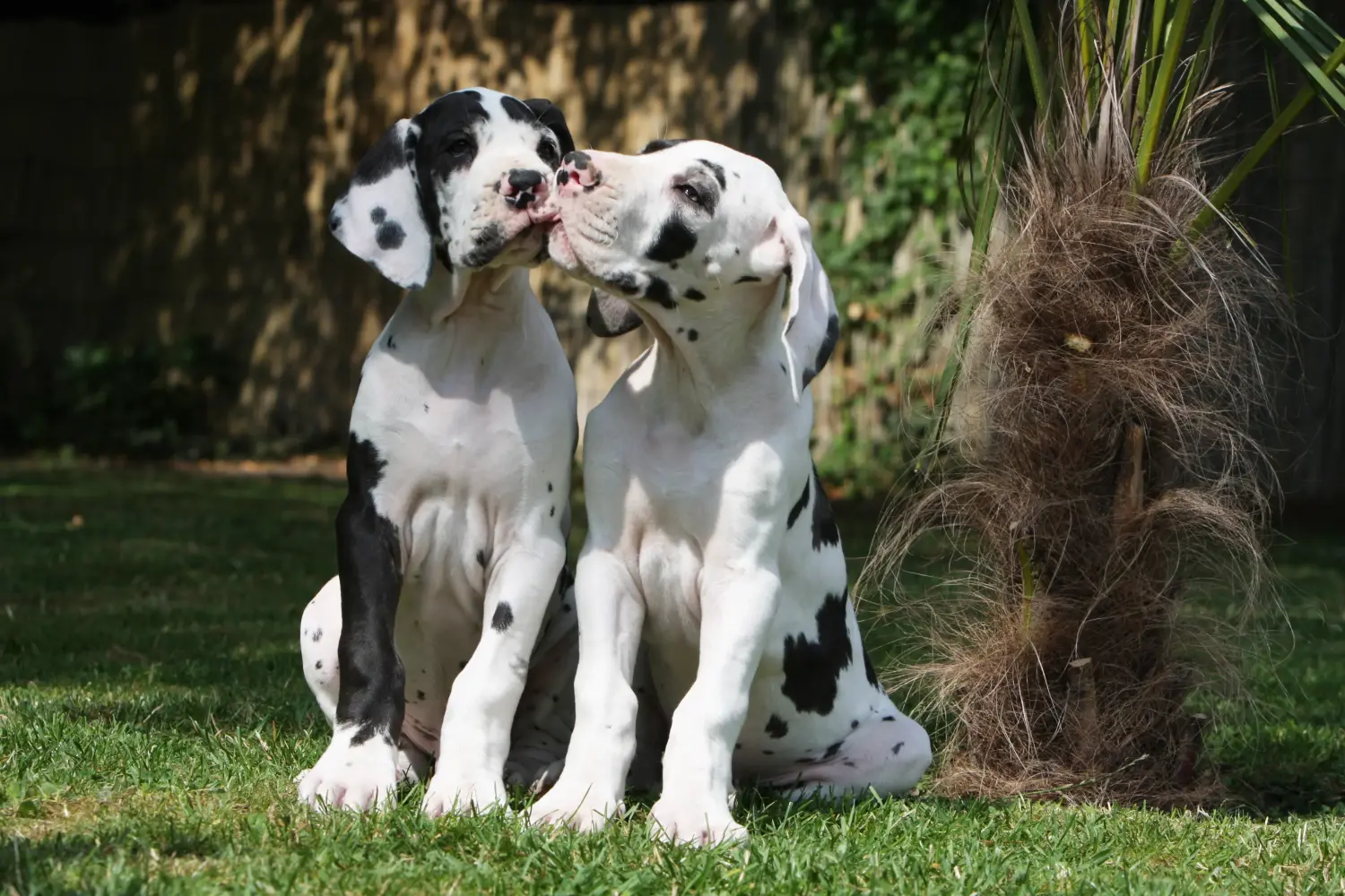 Buying a Great Dane puppy means taking responsibility! Buy Great Dane puppies.
