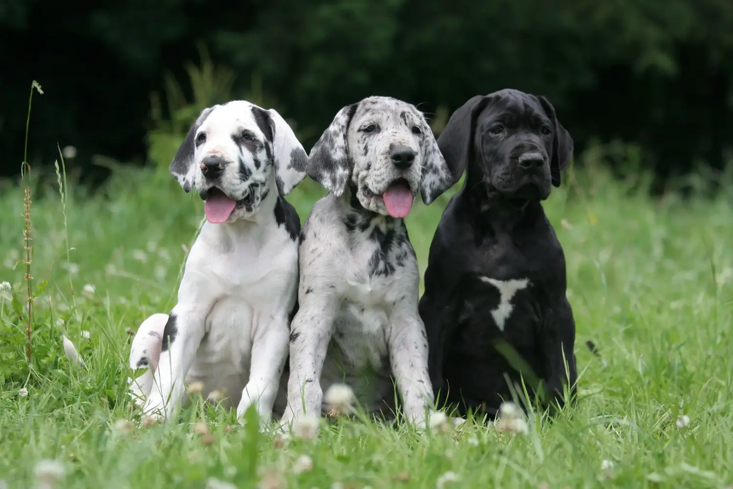 Buying a Great Dane puppy means taking responsibility! Buy Great Dane puppies.