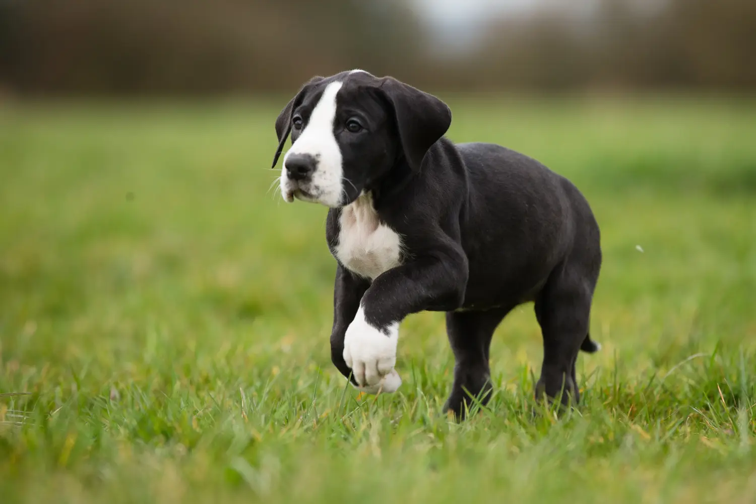 Buying a Great Dane puppy means taking responsibility! Buy Great Dane puppies.