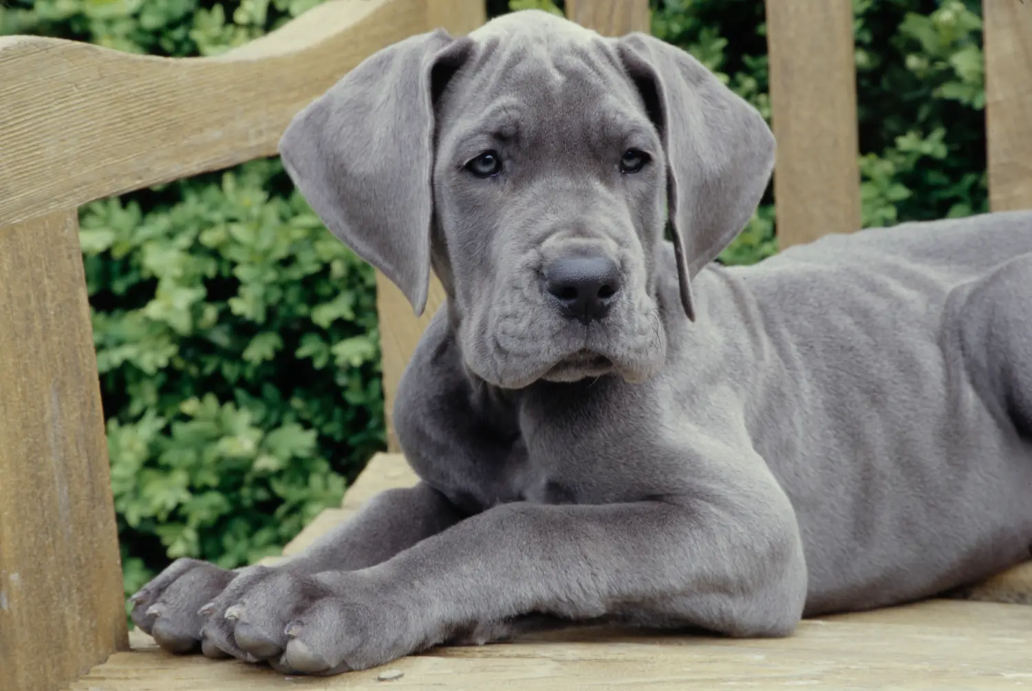 Buying a Great Dane puppy means taking responsibility! Buy Great Dane puppies.