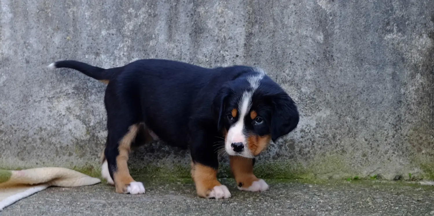 Buying a Greater Swiss Mountain Dog puppy means taking responsibility! Buy Greater Swiss Mountain Dog puppies.