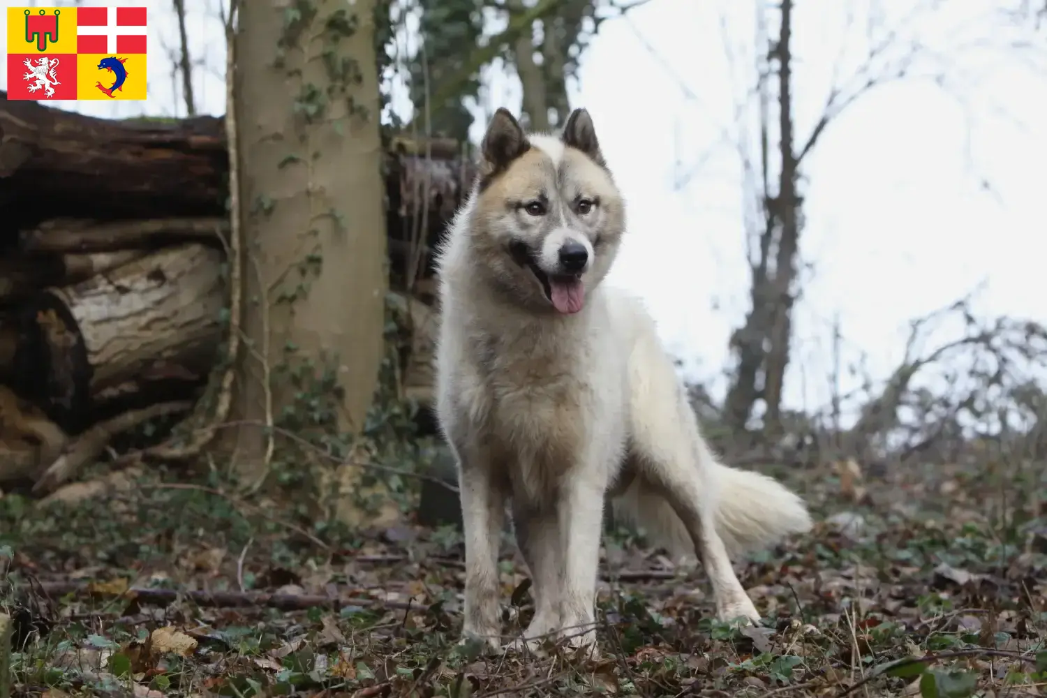 Greenland dog puppies and breeders Auvergne-Rhône-Alpes Find Greenland Dog breeders in Auvergne-Rhône-Alpes.