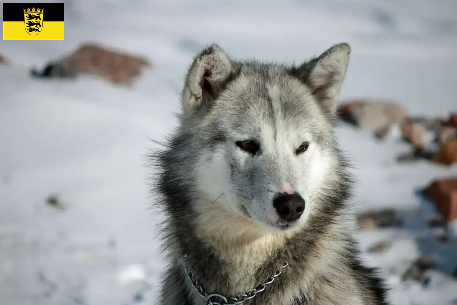 Greenland dog puppies and breeders Baden-Württemberg Here you can find Greenland Dog breeders in Baden-Württemberg.
