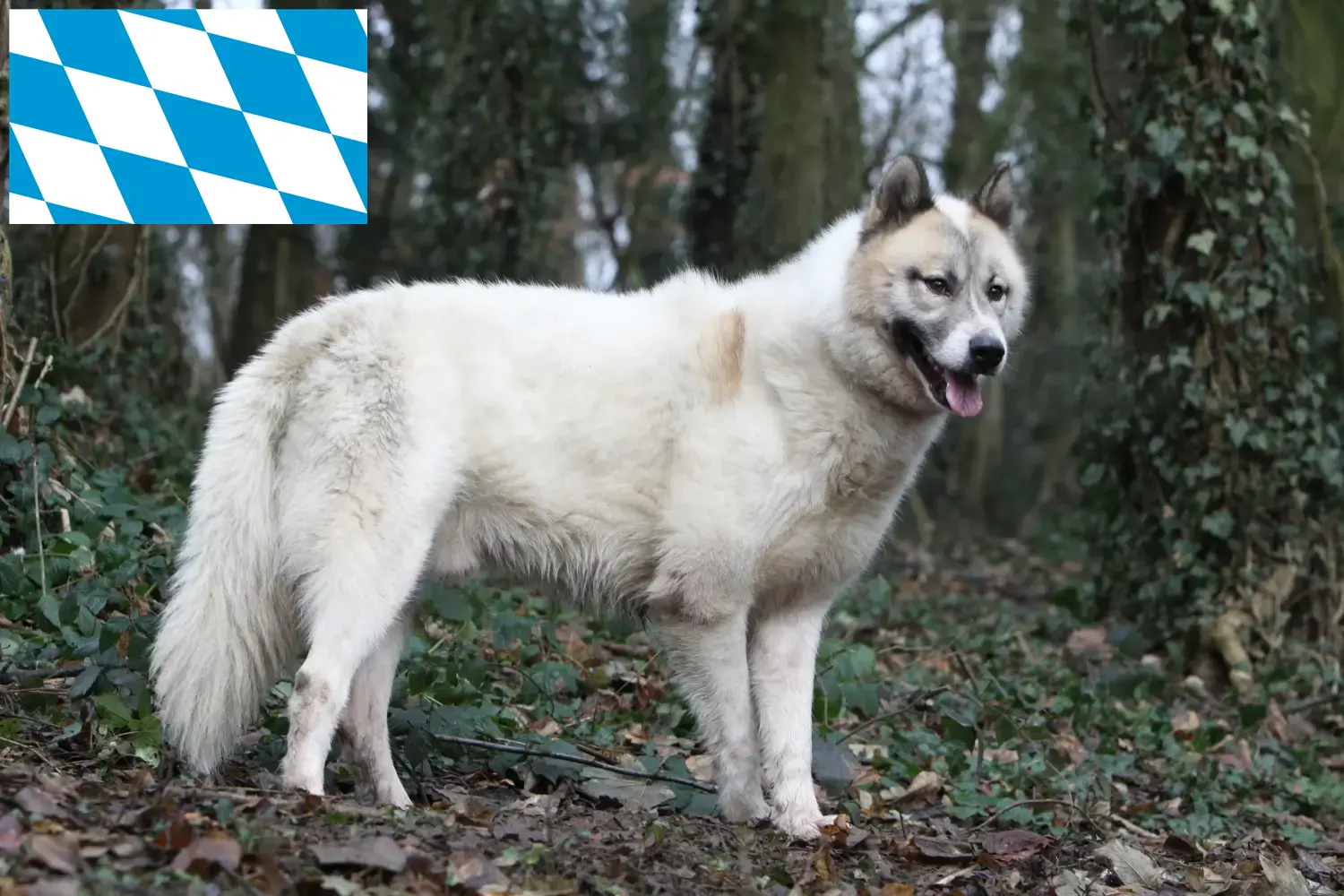 Greenland dog puppies and breeders Bavaria Here you can find Greenland Dog breeders in Bavaria.