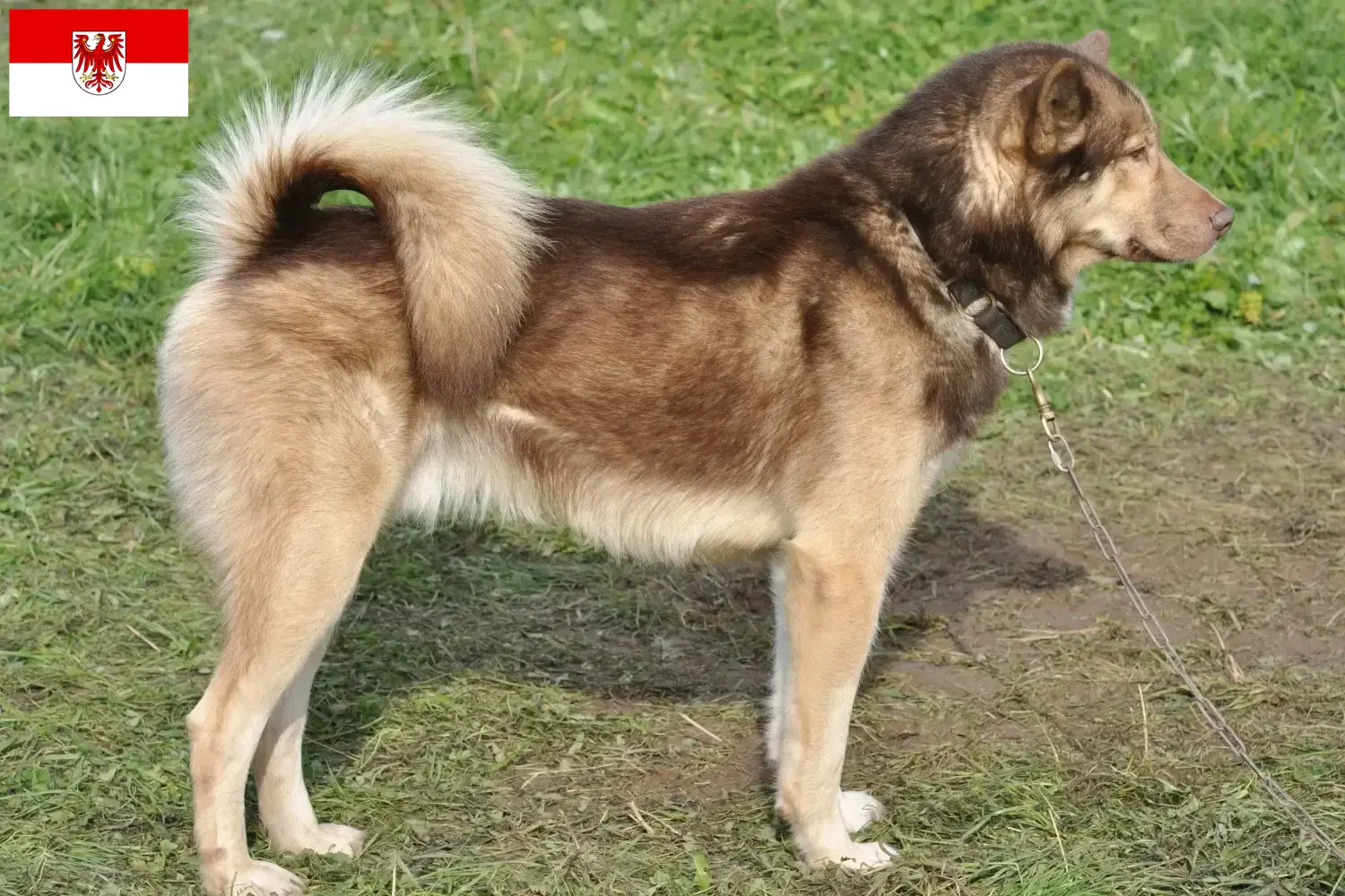 Greenland dog puppies and breeders Brandenburg Here you can find Greenland Dog breeders in Brandenburg.