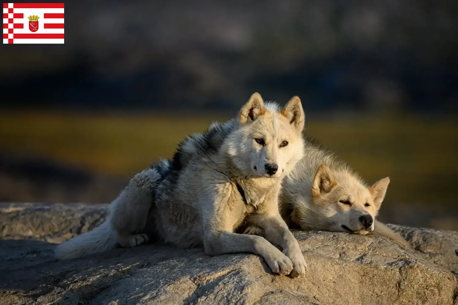 Greenland dog puppies and breeders Bremen Find Greenland Dog breeders in Bremen.