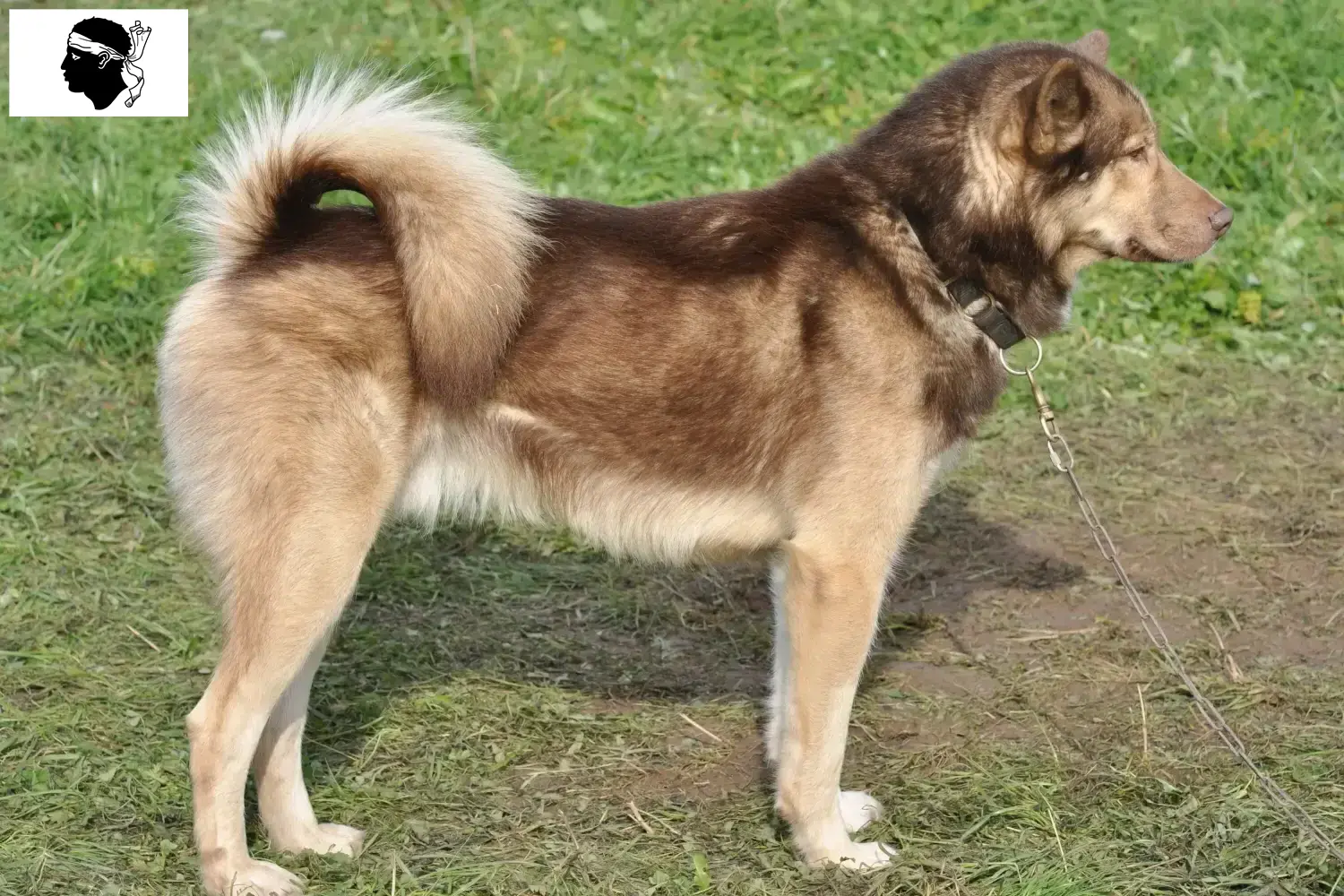 Greenland dog puppies and breeders Corsica Find Greenland Dog breeders in Corsica.