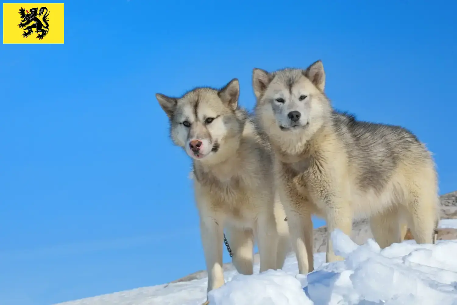 Greenland dog puppies and breeders Flanders Find Greenland Dog breeders in Flanders.