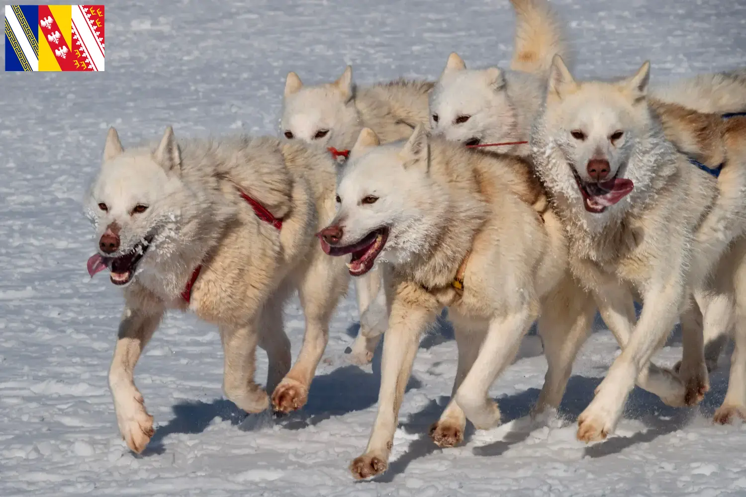 Greenland dog puppies and breeder Grand Est Find Greenland Dog breeders in Grand Est.