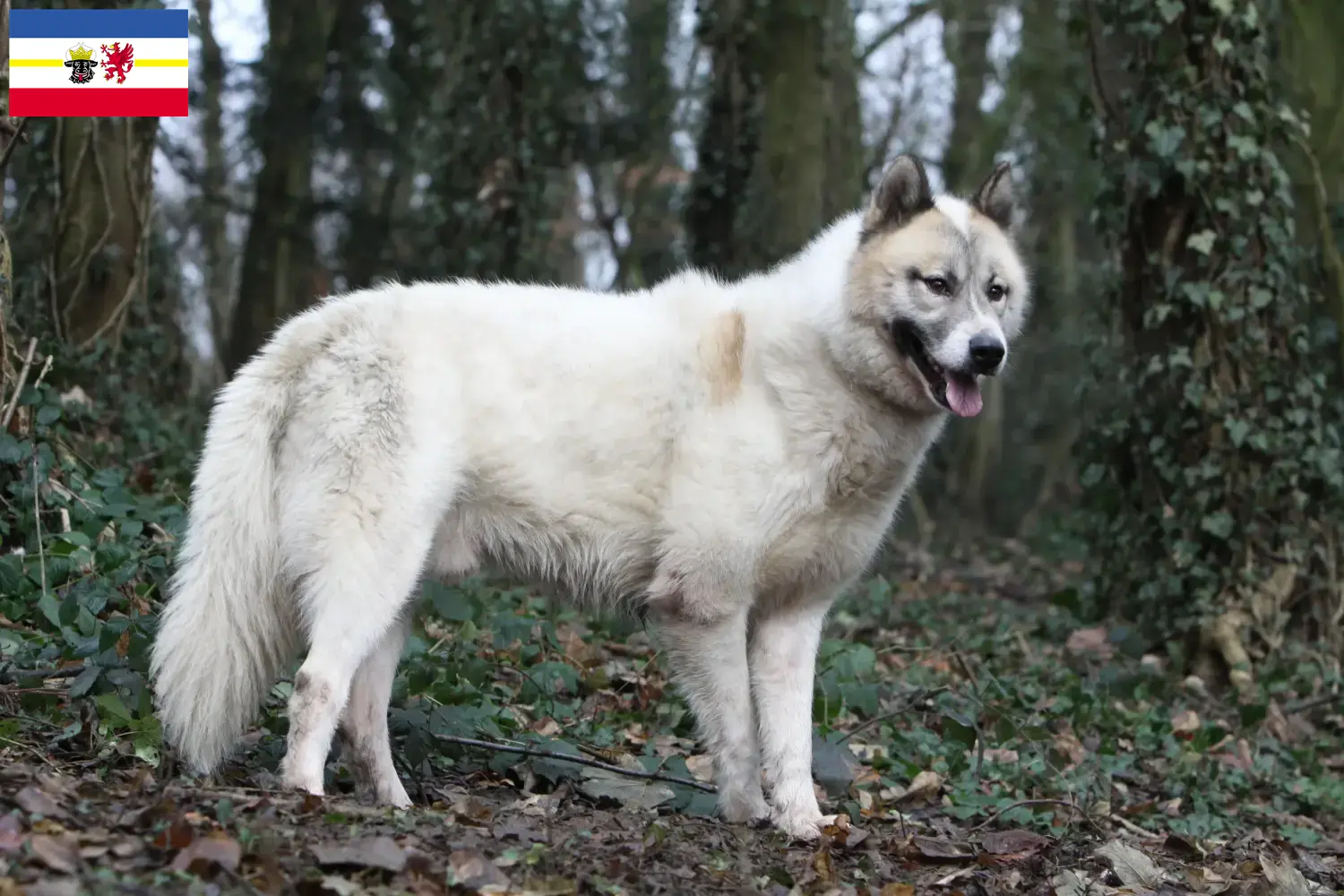 Greenland dog puppies and breeders Mecklenburg-Vorpommern Here you can find Greenland Dog breeders in Mecklenburg-Vorpommern.