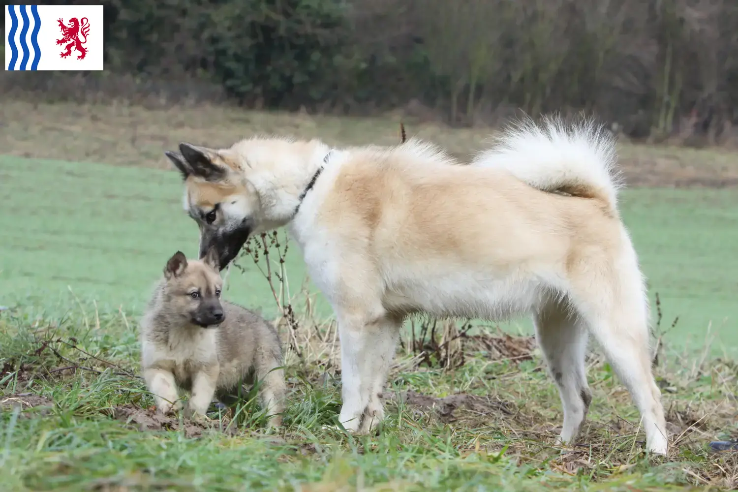 Greenland dog puppies and breeder Nouvelle-Aquitaine Find Greenland Dog breeders in Nouvelle-Aquitaine.