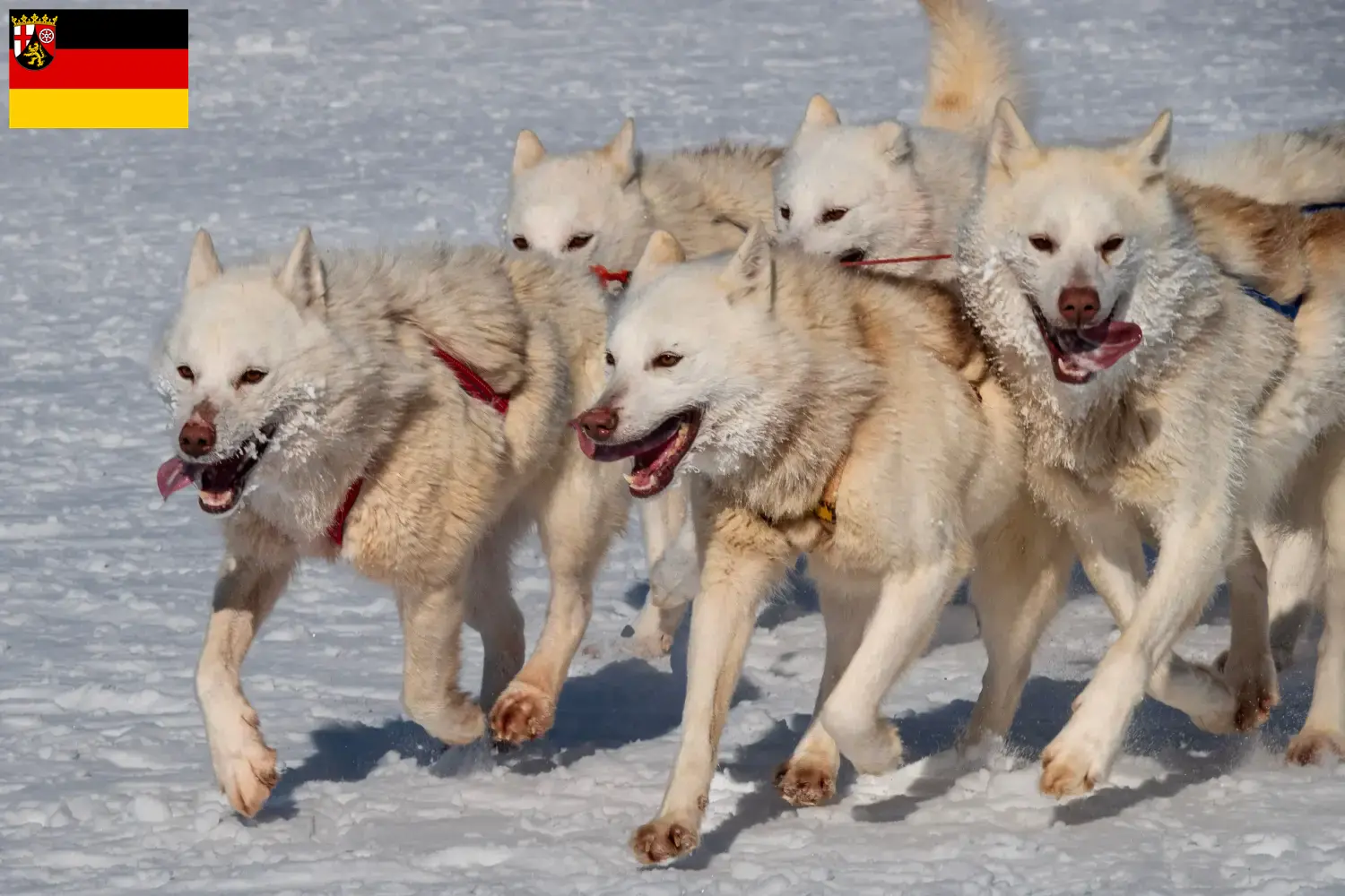 Greenland dog puppies and breeders Rhineland-Palatinate Here you can find Greenland Dog breeders in Rhineland-Palatinate.