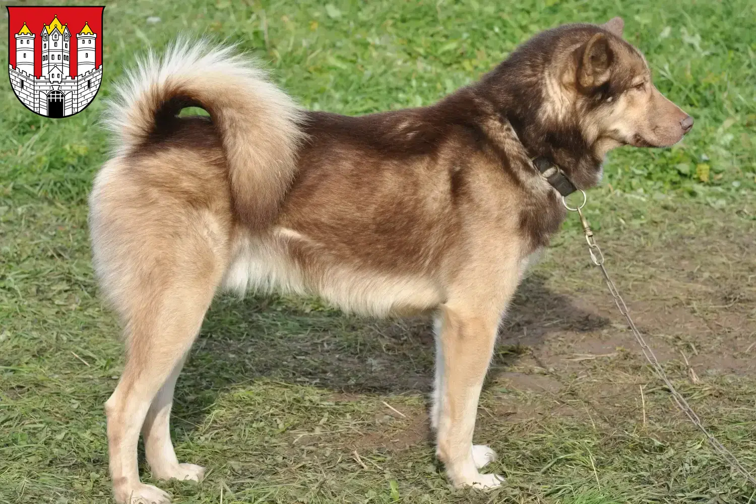 Greenland dog puppies and breeders Salzburg Here you can find Greenland Dog breeders in Salzburg.