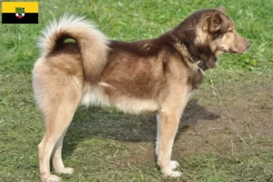 Read more about the article Greenland dog breeders and puppies in Saxony-Anhalt