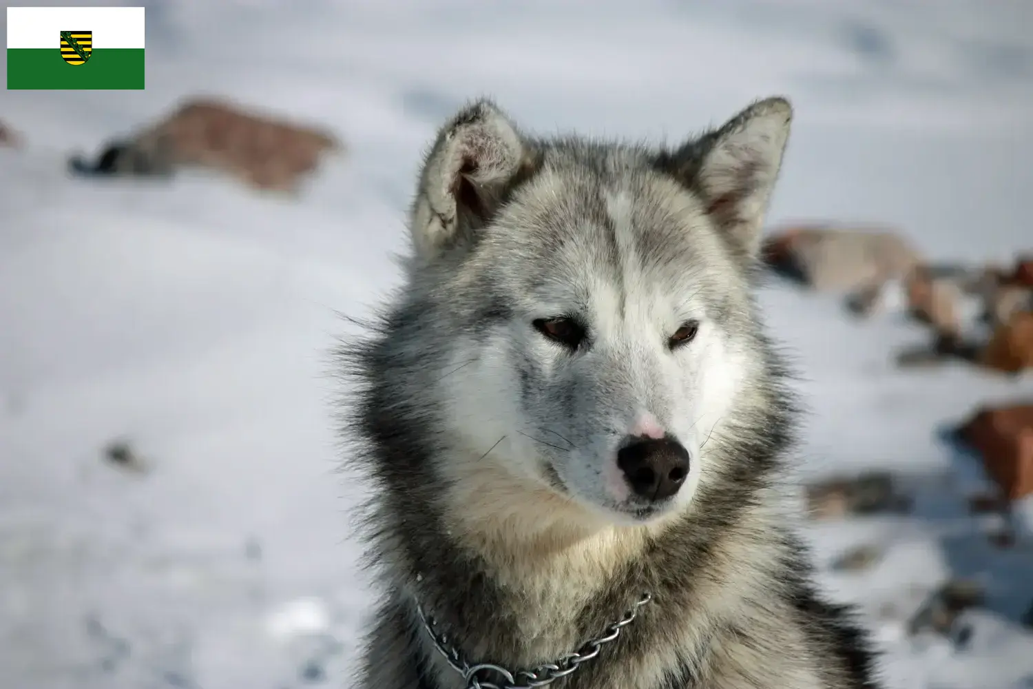 Greenland Dog Puppies and Breeder Saxony Here you can find Greenland Dog breeders in Saxony.