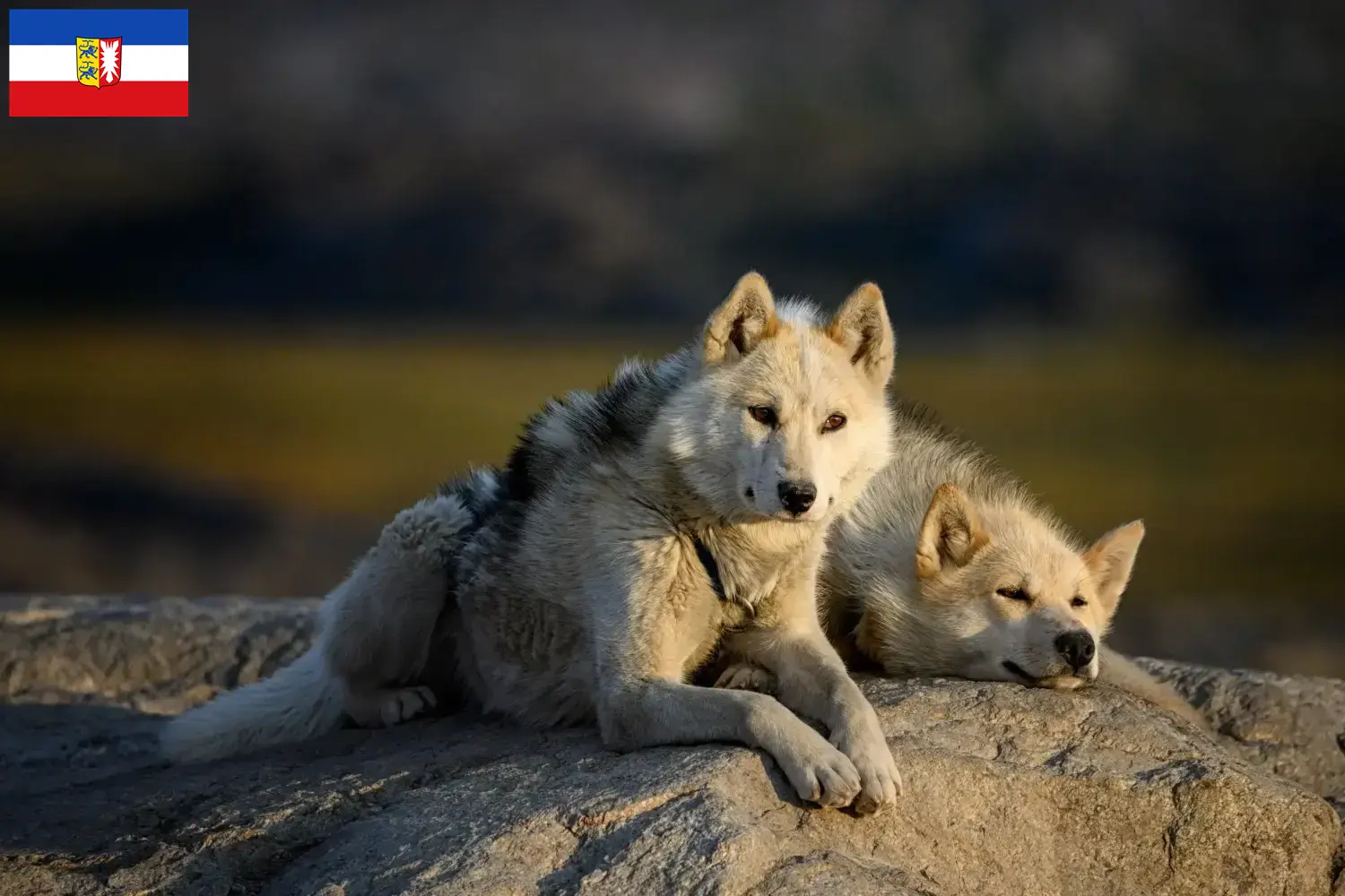 Greenland dog puppies and breeders Schleswig-Holstein Here you can find Greenland Dog breeders in Schleswig-Holstein.