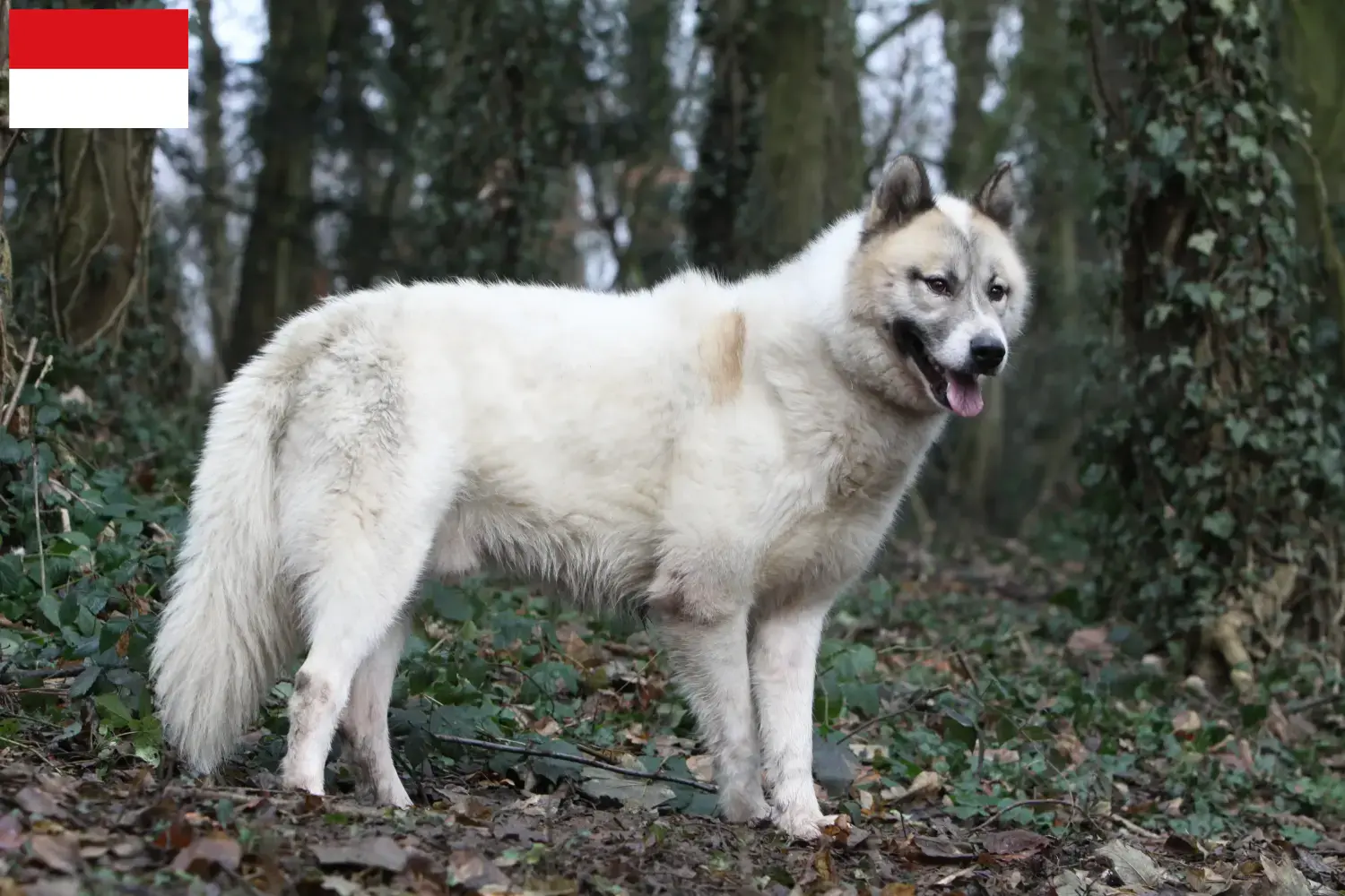 Greenland dog puppies and breeders Vienna Find Greenland Dog breeders in Vienna.