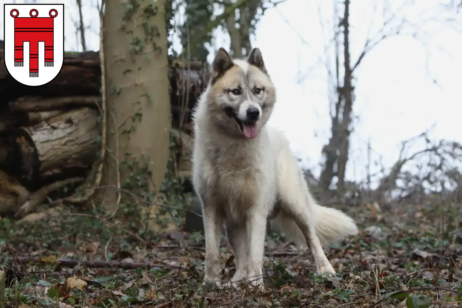 Greenland dog puppies and breeders Vorarlberg Here you can find Greenland Dog breeders in Vorarlberg.