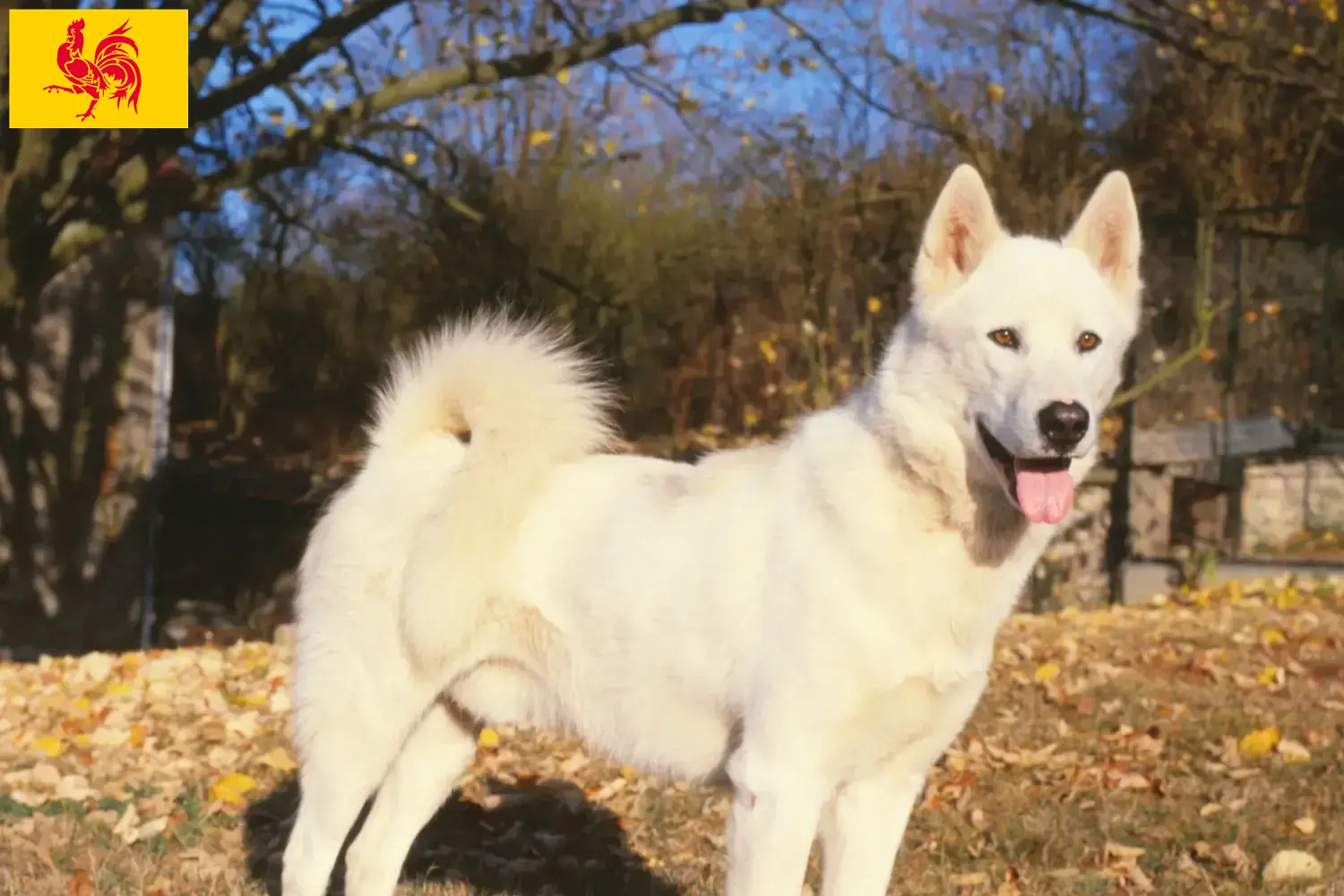Greenland dog puppies and breeders Walloon Region Find Greenland Dog breeders in Walloon Region.