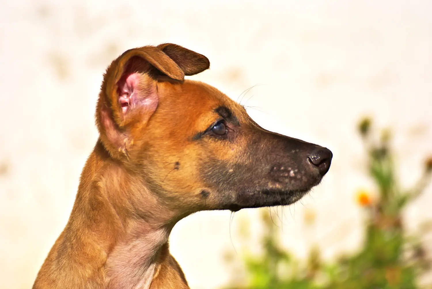 Buying a Greyhound puppy means taking responsibility! Buy Greyhound puppies.