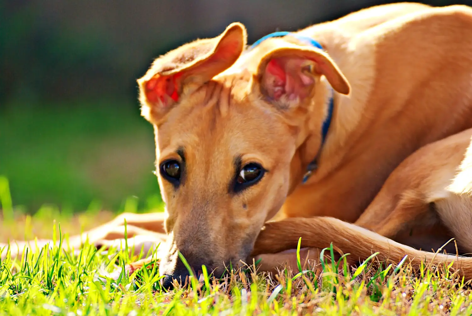 Buying a Greyhound puppy means taking responsibility! Buy Greyhound puppies.