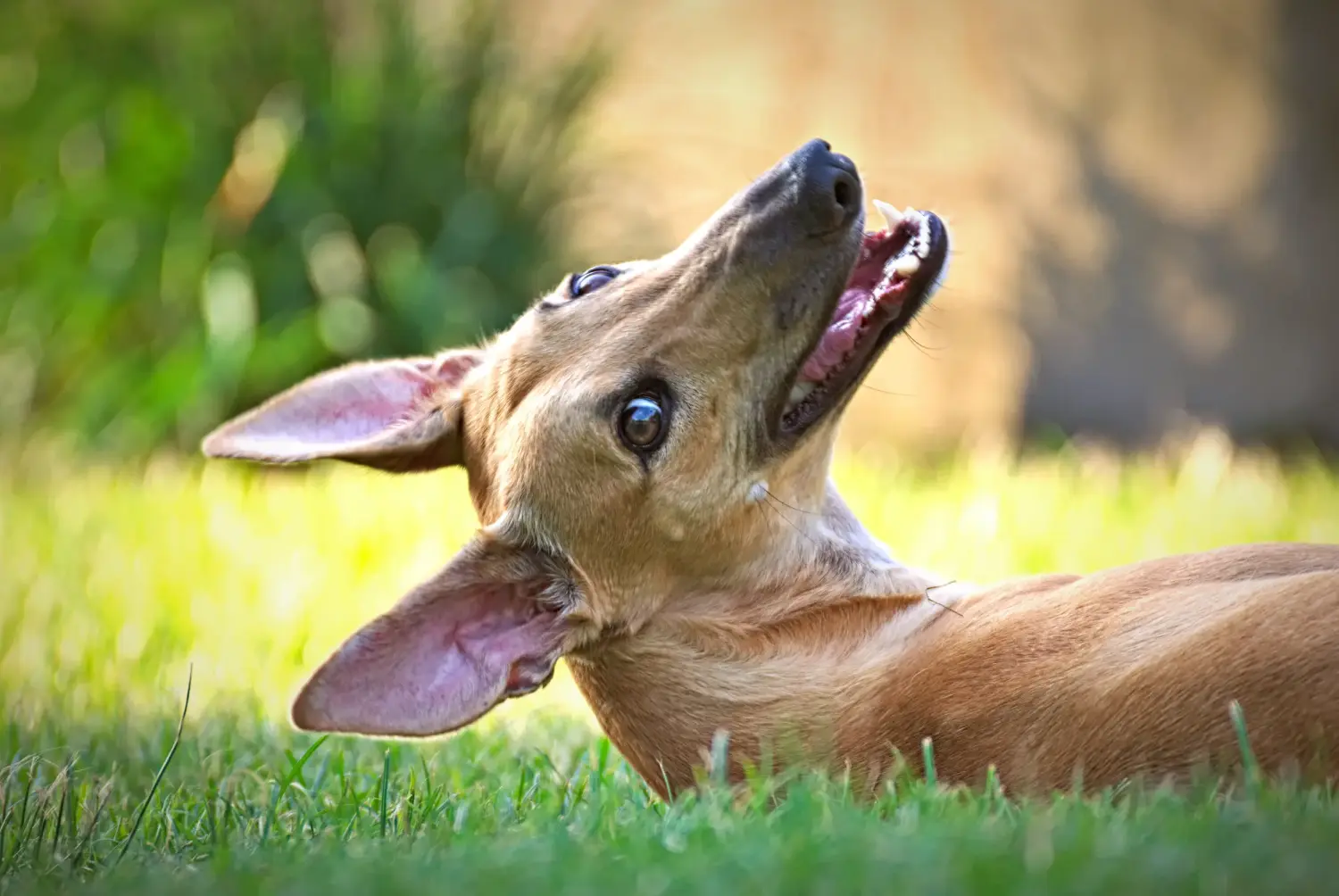Buying a Greyhound puppy means taking responsibility! Buy Greyhound puppies.