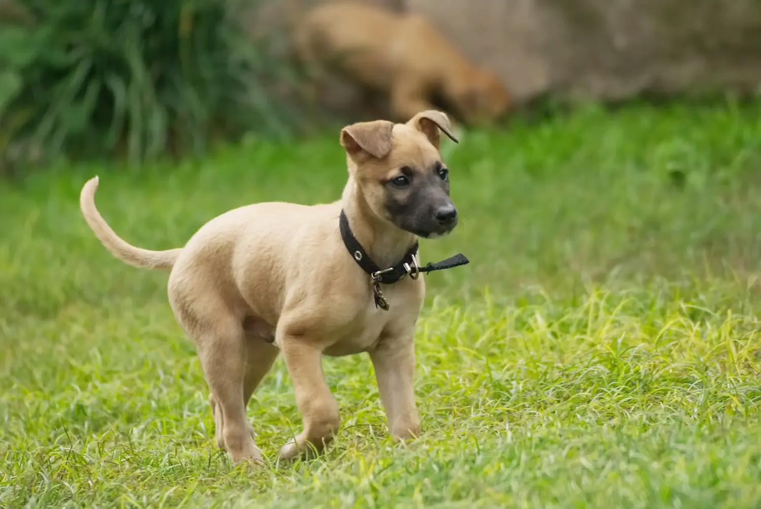 Buying a Greyhound puppy means taking responsibility! Buy Greyhound puppies.