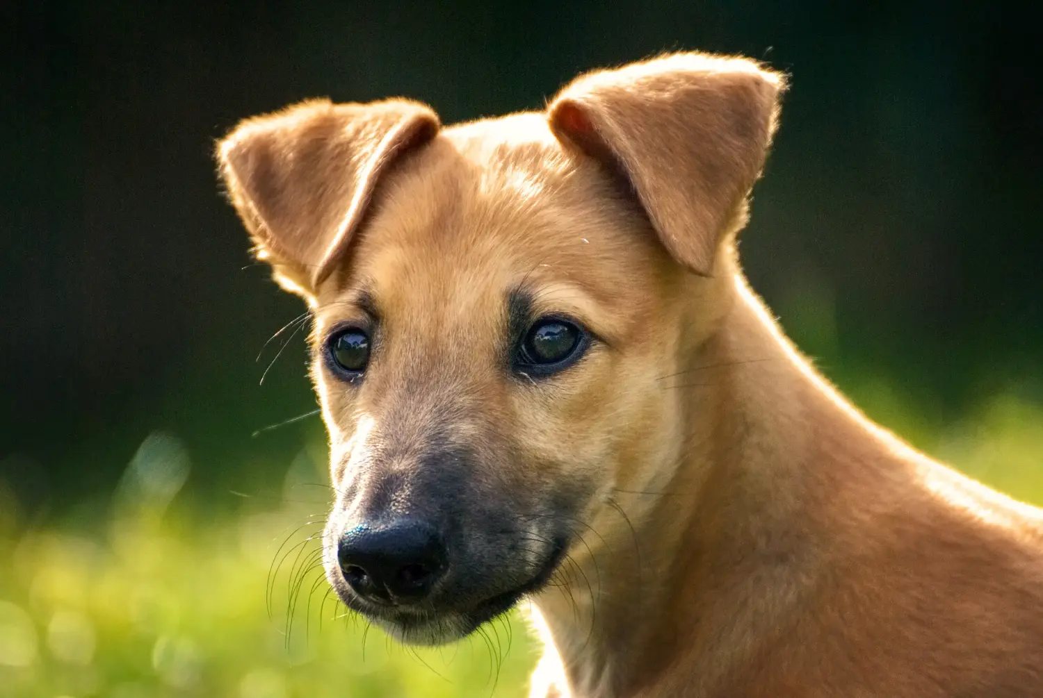 Buying a Greyhound puppy means taking responsibility! Buy Greyhound puppies.