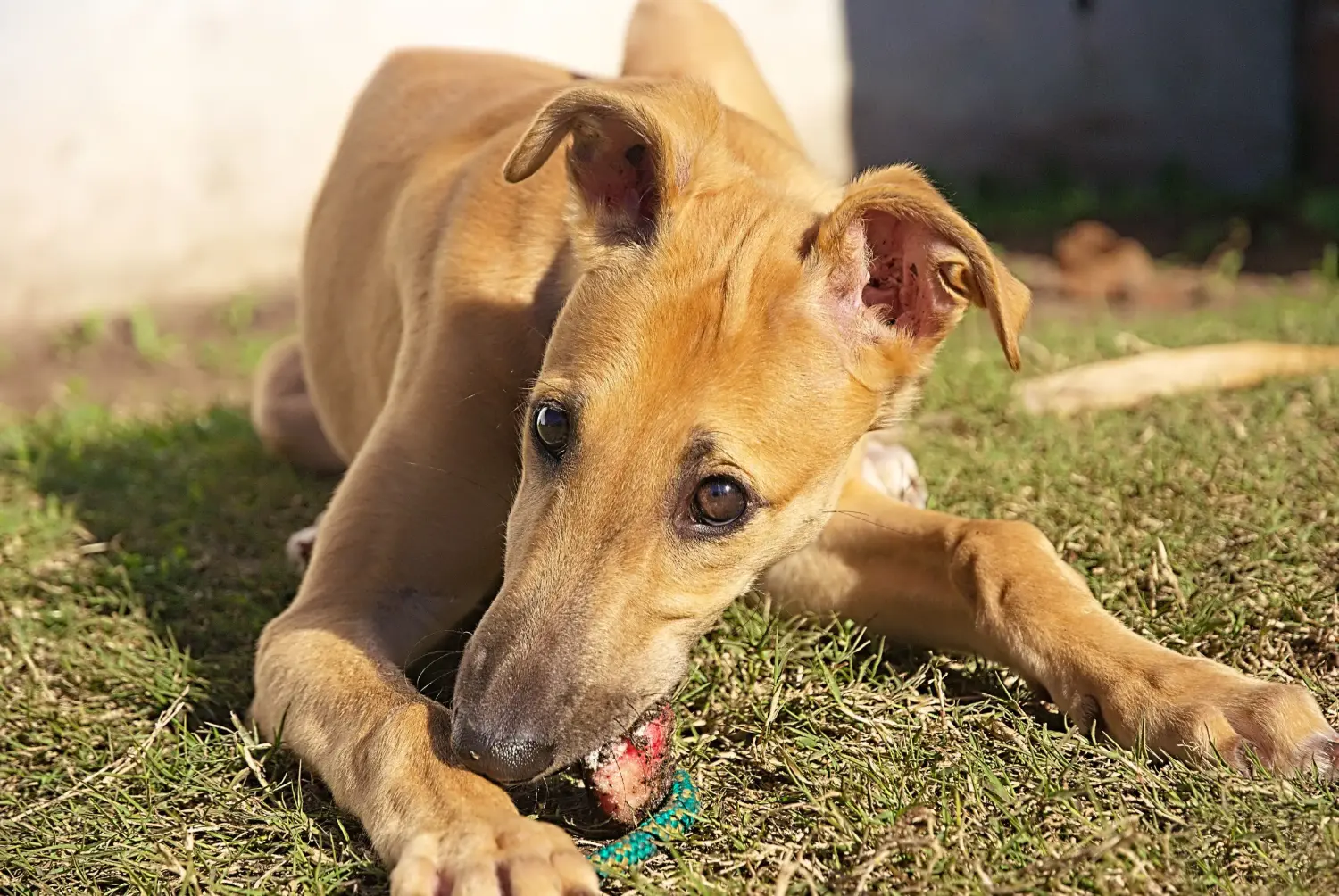 Buying a Greyhound puppy means taking responsibility! Buy Greyhound puppies.