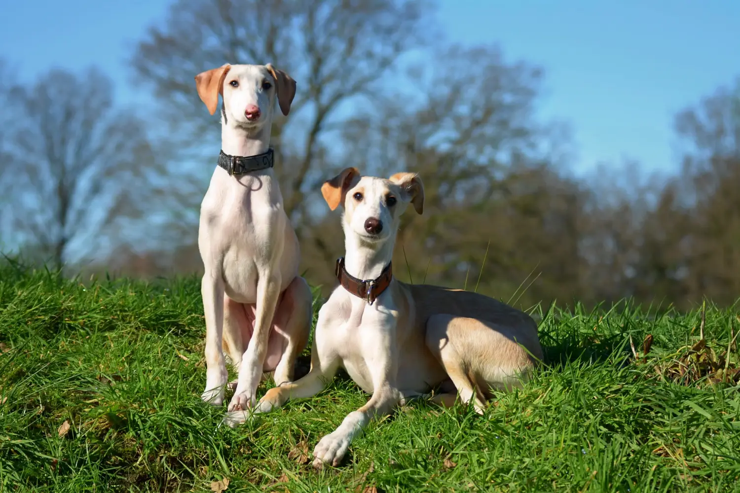 Buying a Greyhound puppy means taking responsibility! Buy Greyhound puppies.