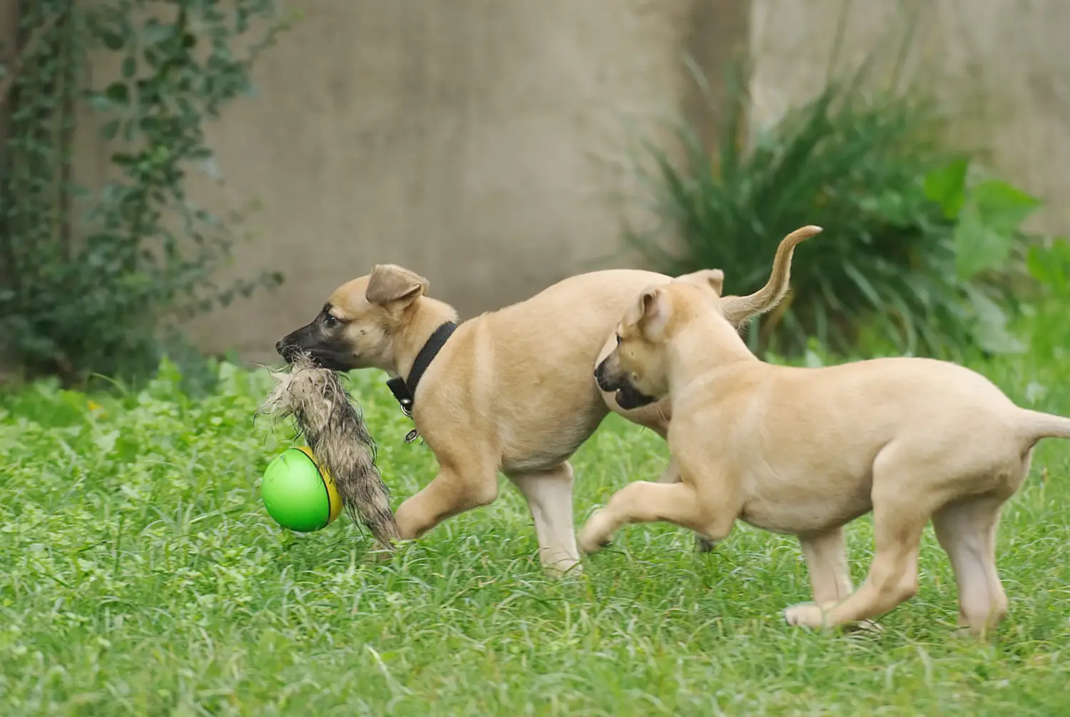 Buying a Greyhound puppy means taking responsibility! Buy Greyhound puppies.