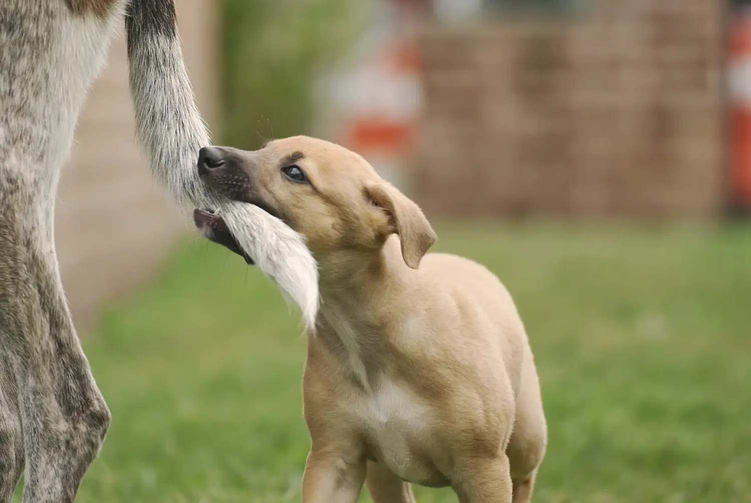 Buying a Greyhound puppy means taking responsibility! Buy Greyhound puppies.