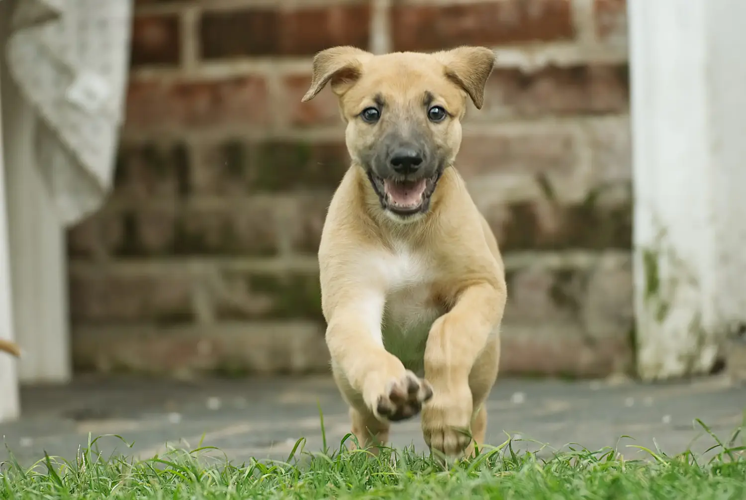 Buying a Greyhound puppy means taking responsibility! Buy Greyhound puppies.
