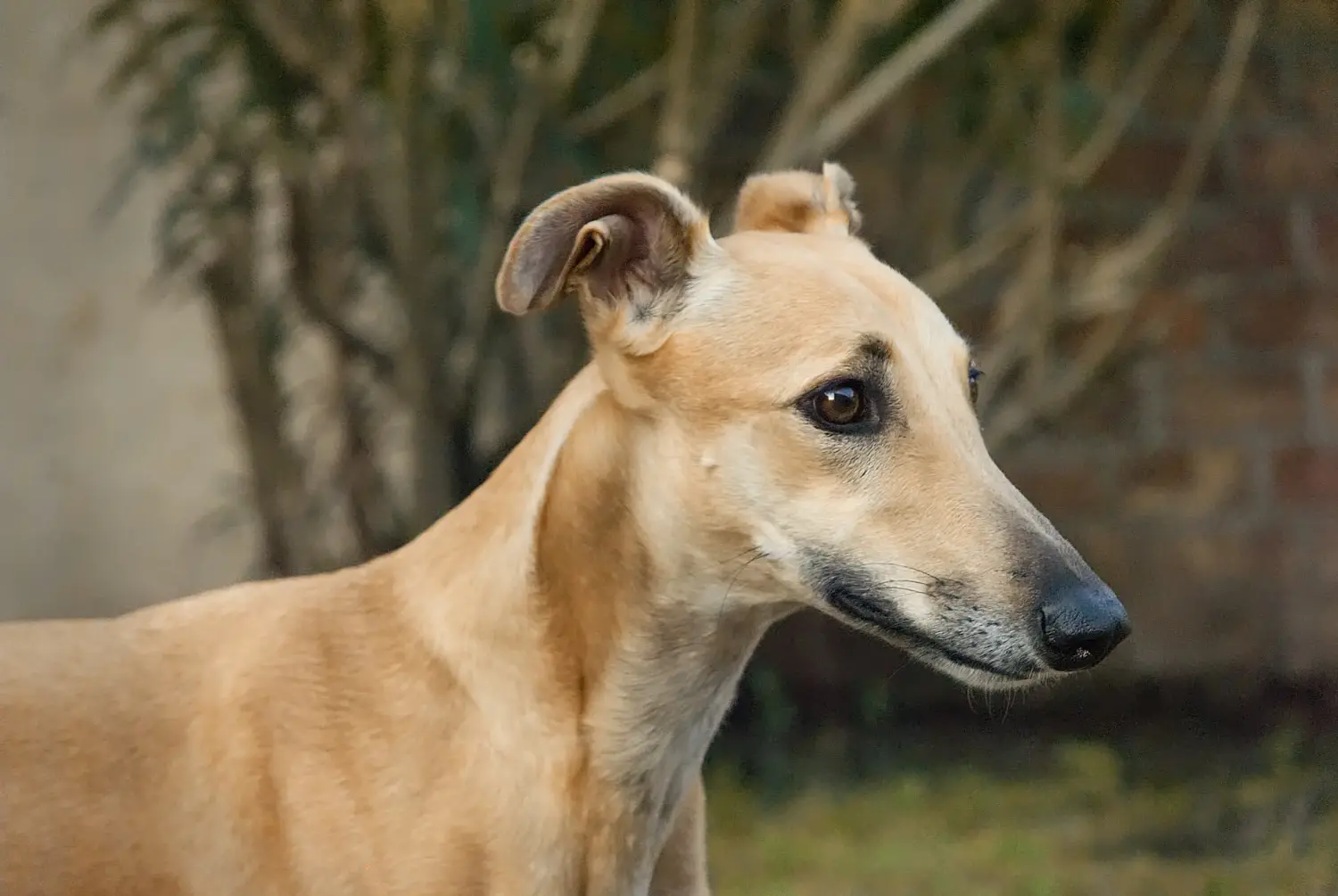 Buying a Greyhound puppy means taking responsibility! Buy Greyhound puppies.