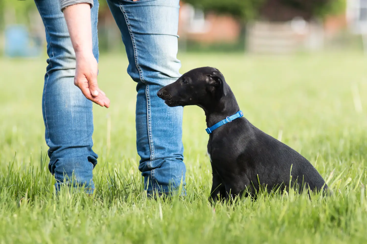 Buying a Greyhound puppy means taking responsibility! Buy Greyhound puppies.